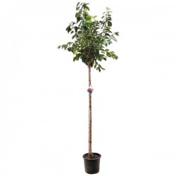 Προύνος Κανζάν ή Καλλωπιστική Κερασιά (Prunus serrulata 'Kanzan'-συν. Prunus lannesiana 'Kanzan') Δέντρο - Ανθοφόρα Καλλωπιστικά Δέντρα
