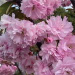 Προύνος Κανζάν ή Καλλωπιστική Κερασιά (Prunus serrulata 'Kanzan'-συν. Prunus lannesiana 'Kanzan') Δέντρο - Ανθοφόρα Καλλωπιστικά Δέντρα