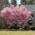 Προύνος Κανζάν ή Καλλωπιστική Κερασιά (Prunus serrulata 'Kanzan'-συν. Prunus lannesiana 'Kanzan') Δέντρο - Ανθοφόρα Καλλωπιστικά Δέντρα