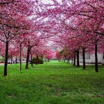 Προύνος Κανζάν ή Καλλωπιστική Κερασιά (Prunus serrulata 'Kanzan'-συν. Prunus lannesiana 'Kanzan') Δέντρο - Ανθοφόρα Καλλωπιστικά Δέντρα
