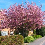 Προύνος Κανζάν ή Καλλωπιστική Κερασιά (Prunus serrulata 'Kanzan'-συν. Prunus lannesiana 'Kanzan') Δέντρο - Ανθοφόρα Καλλωπιστικά Δέντρα