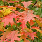 Βελανιδιά Κόκκινη-Κοκκινωπή Δρυς (Quercus rubra) Δέντρο