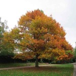 Βελανιδιά Κόκκινη-Κοκκινωπή Δρυς (Quercus rubra) Δέντρο