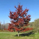 Βελανιδιά Κόκκινη-Κοκκινωπή Δρυς (Quercus rubra) Δέντρο