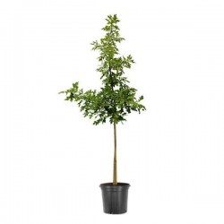 Βελανιδιά Ισπανική (Quercus palustris) Δέντρο