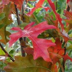 Βελανιδιά Ισπανική (Quercus palustris) Δέντρο