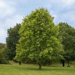 Βελανιδιά Ισπανική (Quercus palustris) Δέντρο