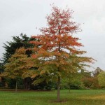 Βελανιδιά Ισπανική (Quercus palustris) Δέντρο