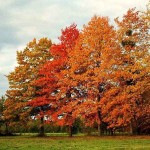 Βελανιδιά Ισπανική (Quercus palustris) Δέντρο