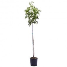 Peruvian Peppertree (Schinus molle) Tree - Evergreen Ornamental Trees