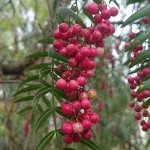 Ψευδοπιπεριά (Schinus molle-Σχίνος η μόλλειος) Δέντρο - Αειθαλή Καλλωπιστικά Δένδρα Ψευδοπιπεριάς