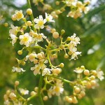 Ψευδοπιπεριά (Schinus molle-Σχίνος η μόλλειος) Δέντρο - Αειθαλή Καλλωπιστικά Δένδρα Ψευδοπιπεριάς