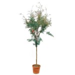 Αλμυρίκια ή Αρμυρίκια (Tamarix tetrandra) Δέντρα Παραλίας
