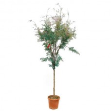 Four-Stamen Tamarisk (Tamarix tetrandra)