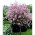 Αλμυρίκια ή Αρμυρίκια (Tamarix tetrandra) Δέντρα Παραλίας