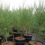 Αλμυρίκια ή Αρμυρίκια (Tamarix tetrandra) Δέντρα Παραλίας