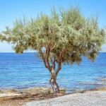 Αλμυρίκια ή Αρμυρίκια (Tamarix tetrandra) Δέντρα Παραλίας