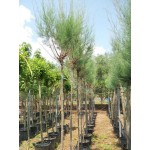 Αλμυρίκια ή Αρμυρίκια (Tamarix tetrandra) Δέντρα Παραλίας
