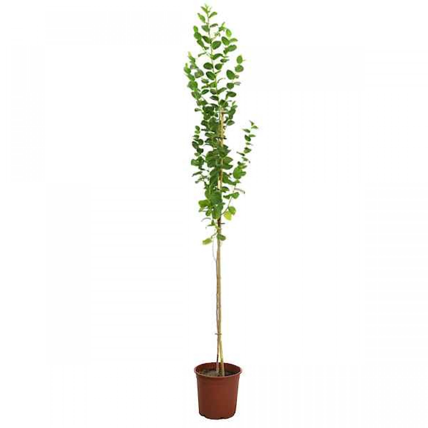 Τζιτζιφιά (Ziziphus jujuba-Ζίζιφος η ζιζιφιά) Δέντρο - Φυλλοβόλα Καλλωπιστικά Δέντρα Τζιτζιφιάς