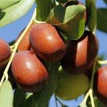 Τζιτζιφιά (Ziziphus jujuba-Ζίζιφος η ζιζιφιά) Δέντρο - Φυλλοβόλα Καλλωπιστικά Δέντρα Τζιτζιφιάς