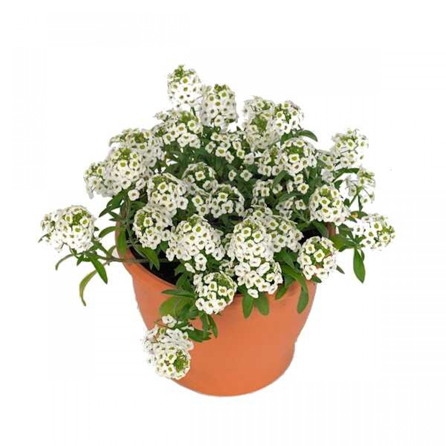 Άλυσσο Παραθαλάσσιο (Alyssum maritimum ή Lobularia maritima) Φυτό Άλυσσο (Alyssum maritimum ή Lobularia maritima) Φυτό