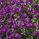 Άλυσσο Παραθαλάσσιο (Alyssum maritimum ή Lobularia maritima) Φυτό Άλυσσο (Alyssum maritimum ή Lobularia maritima) Φυτό