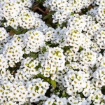 Άλυσσο Παραθαλάσσιο (Alyssum maritimum ή Lobularia maritima) Φυτό Άλυσσο (Alyssum maritimum ή Lobularia maritima) Φυτό