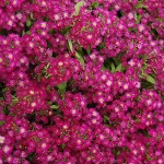 Άλυσσο Παραθαλάσσιο (Alyssum maritimum ή Lobularia maritima) Φυτό Άλυσσο (Alyssum maritimum ή Lobularia maritima) Φυτό