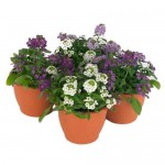 Άλυσσο Παραθαλάσσιο (Alyssum maritimum ή Lobularia maritima) Φυτό Άλυσσο (Alyssum maritimum ή Lobularia maritima) Φυτό