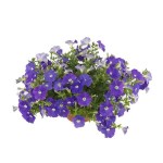 Σερφίνια ή Σουρφίνια Κρεμαστή Γλάστρα (Petunia x atkinsiana 'Surfinia’) Σουρφίνια ή Σερφίνια Κρεμαστή Γλάστρα