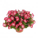 Σερφίνια ή Σουρφίνια Κρεμαστή Γλάστρα (Petunia x atkinsiana 'Surfinia’) Σουρφίνια ή Σερφίνια Κρεμαστή Γλάστρα