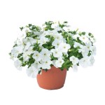 Σερφίνια ή Σουρφίνια Κρεμαστή Γλάστρα (Petunia x atkinsiana 'Surfinia’) Σουρφίνια ή Σερφίνια Κρεμαστή Γλάστρα