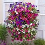 Σερφίνια ή Σουρφίνια Κρεμαστή Γλάστρα (Petunia x atkinsiana 'Surfinia’) Σουρφίνια ή Σερφίνια Κρεμαστή Γλάστρα