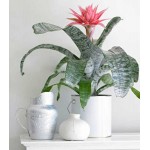 Αιχμέα ή Βιλμπέργια (Aechmea fasciata – syn. Billbergia fasciata) Φυτό -  Αιχμέες-Ανθοφόρα Φυτά για Γλάστρα & Κήπο
