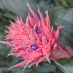 Αιχμέα ή Βιλμπέργια (Aechmea fasciata – syn. Billbergia fasciata) Φυτό -  Αιχμέες-Ανθοφόρα Φυτά για Γλάστρα & Κήπο