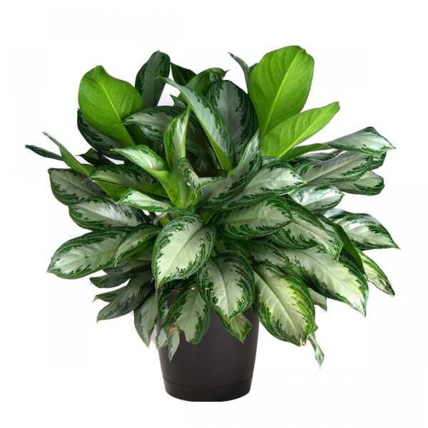 Philippine Evergreen (Aglaonema commutatum) | Indoor Foliage Plants Philippine Evergreen (Aglaonema commutatum)