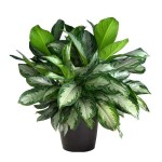 Philippine Evergreen (Aglaonema commutatum) | Indoor Foliage Plants Philippine Evergreen (Aglaonema commutatum)