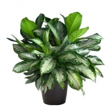 Αγλαόνημα (Aglaonema commutatum) Φυτό Εσωτερικών Χώρων