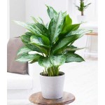 Philippine Evergreen (Aglaonema commutatum) | Indoor Foliage Plants Philippine Evergreen (Aglaonema commutatum)