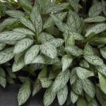 Philippine Evergreen (Aglaonema commutatum) | Indoor Foliage Plants Philippine Evergreen (Aglaonema commutatum)