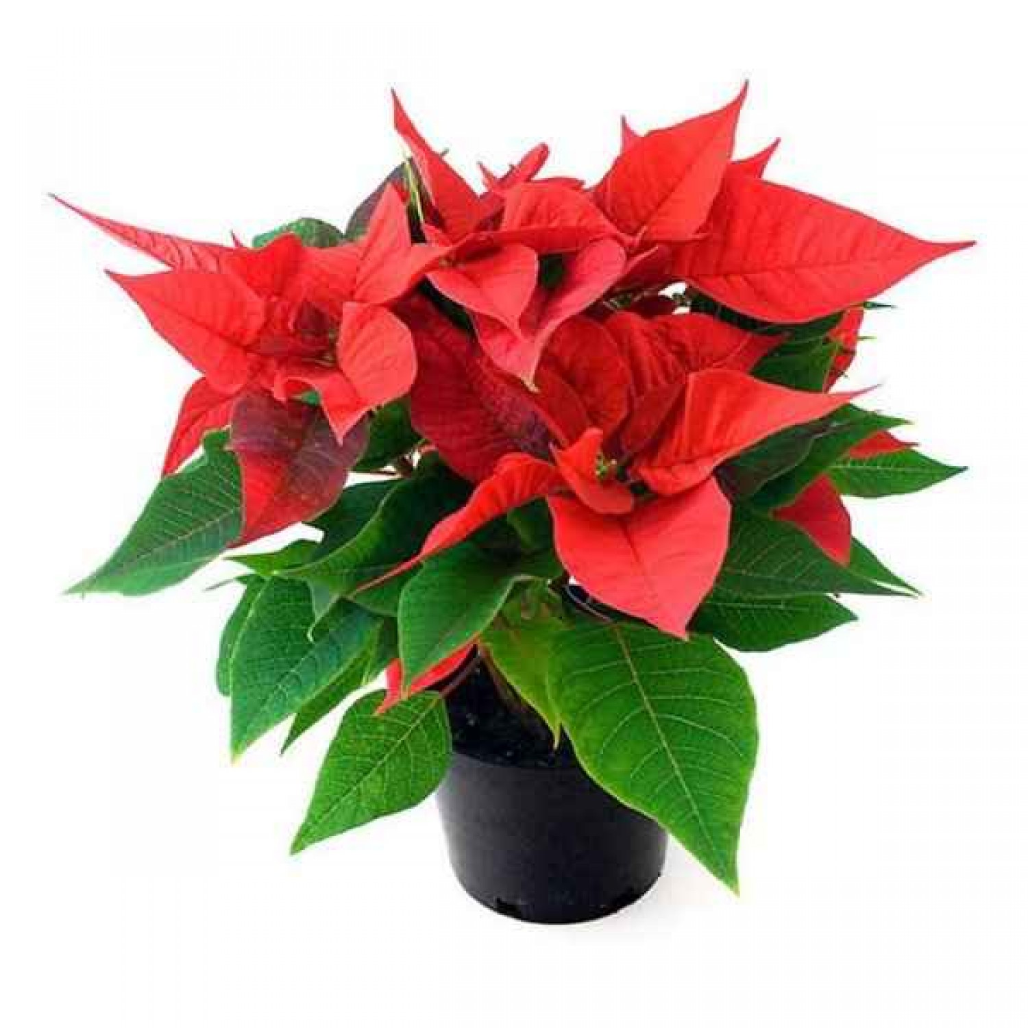 Poinsettia (Euphorbia pulcherrima) Poinsettia (Euphorbia pulcherrima) | kipogeorgiki.live