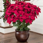 Poinsettia (Euphorbia pulcherrima) Poinsettia (Euphorbia pulcherrima) | kipogeorgiki.live