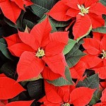 Poinsettia (Euphorbia pulcherrima) Poinsettia (Euphorbia pulcherrima) | kipogeorgiki.live