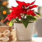 Poinsettia (Euphorbia pulcherrima) Poinsettia (Euphorbia pulcherrima) | kipogeorgiki.live