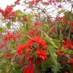 Poinsettia (Euphorbia pulcherrima) Poinsettia (Euphorbia pulcherrima) | kipogeorgiki.live