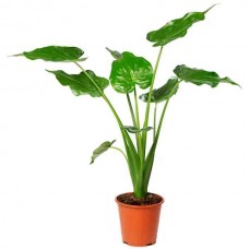 Αλοκάσια ή Αλοκάζια (Alocasia cucullata) Φυτό Ποώδες - Φυτά Ποώδη Αλοκάσιες
