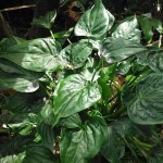Chinese Taro (Alocasia cucullata) Herbaceous Plant - Chinese Taros Ornamental Foliage Plants