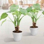 Chinese Taro (Alocasia cucullata) Herbaceous Plant - Chinese Taros Ornamental Foliage Plants