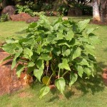 Chinese Taro (Alocasia cucullata) Herbaceous Plant - Chinese Taros Ornamental Foliage Plants