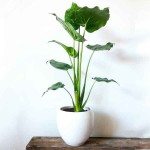 Chinese Taro (Alocasia cucullata) Herbaceous Plant - Chinese Taros Ornamental Foliage Plants
